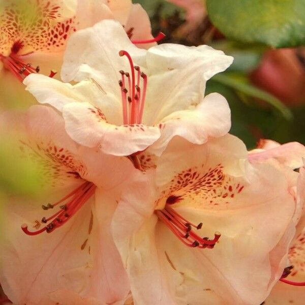 Rhododendron maximum Flower