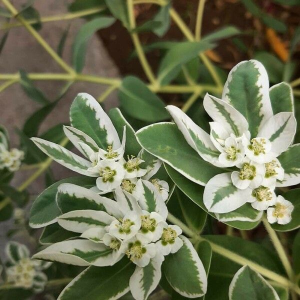 Euphorbia marginata Flower