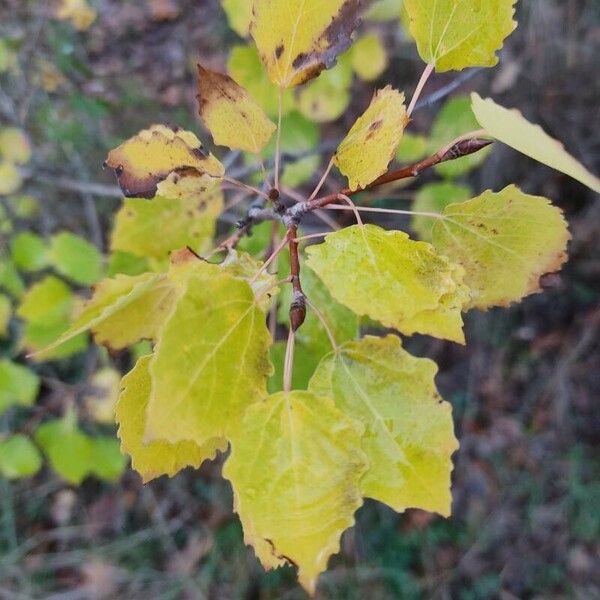 Populus tremula Leaf