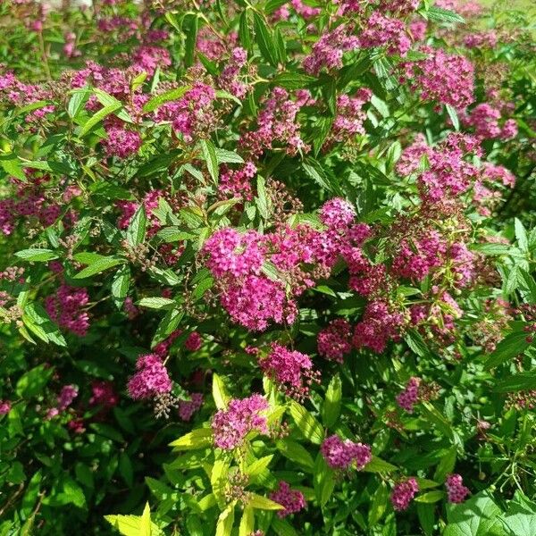 Spiraea japonica Blodyn