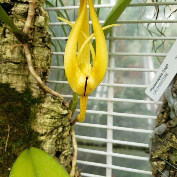 Bulbophyllum cheiri Λουλούδι