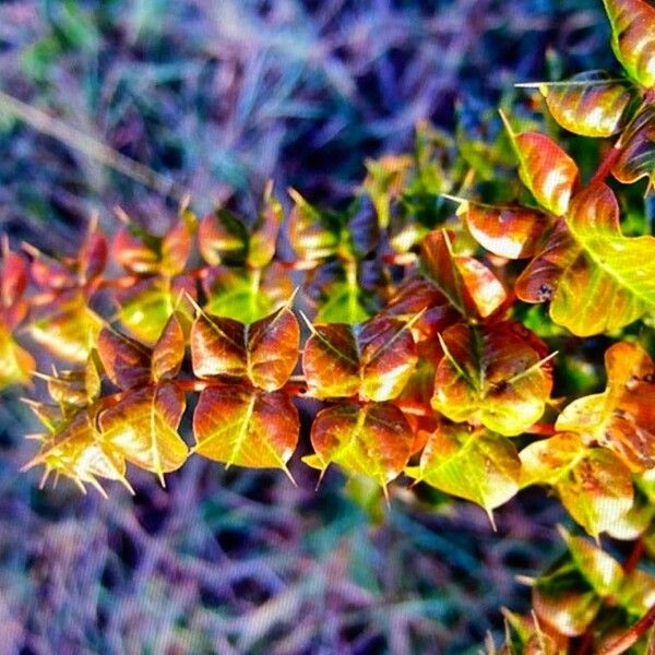 Comocladia dodonaea Leaf