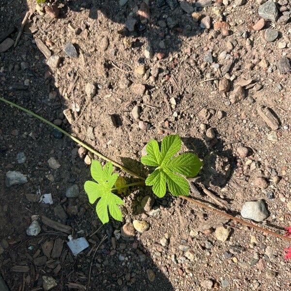 Humulus scandens Fulla