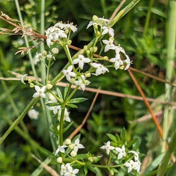 Galium album Blüte