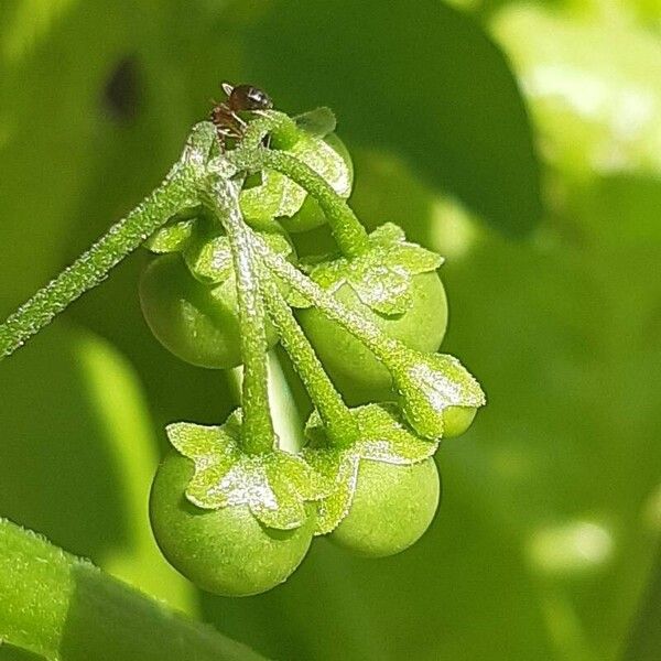 Solanum americanum Fruct