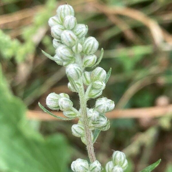 Artemisia vulgaris Λουλούδι