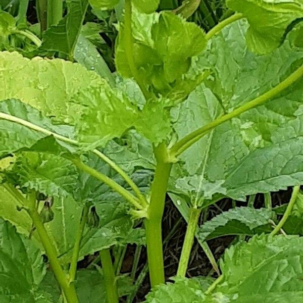 Abelmoschus esculentus Folha