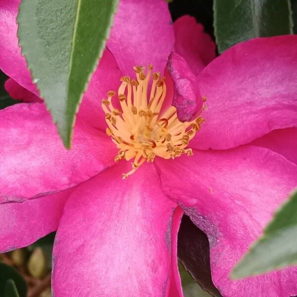 Camellia sasanqua Flower