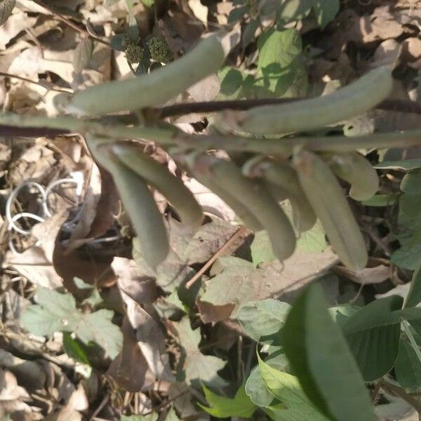 Crotalaria pallida Fruit