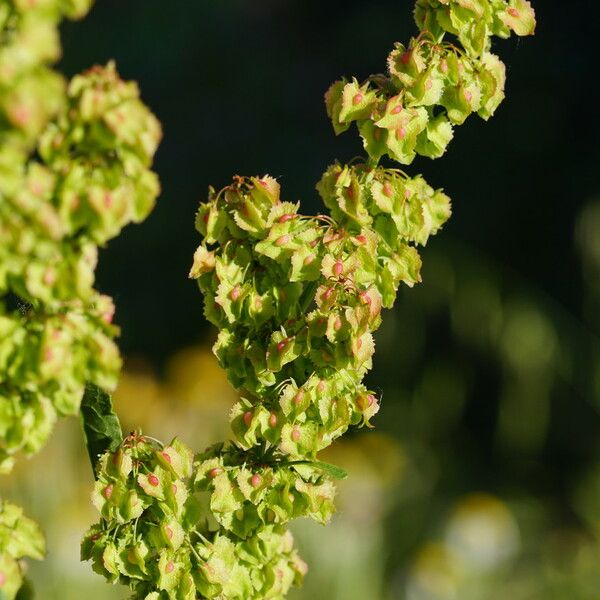 Rumex cristatus Çiçek