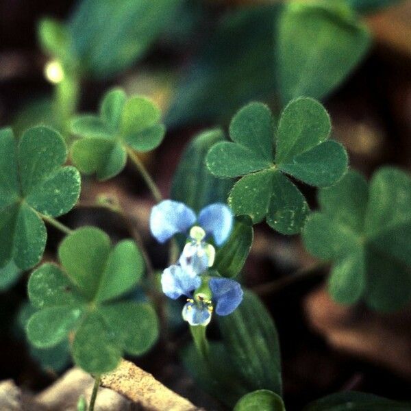 Commelina caroliniana عادت داشتن