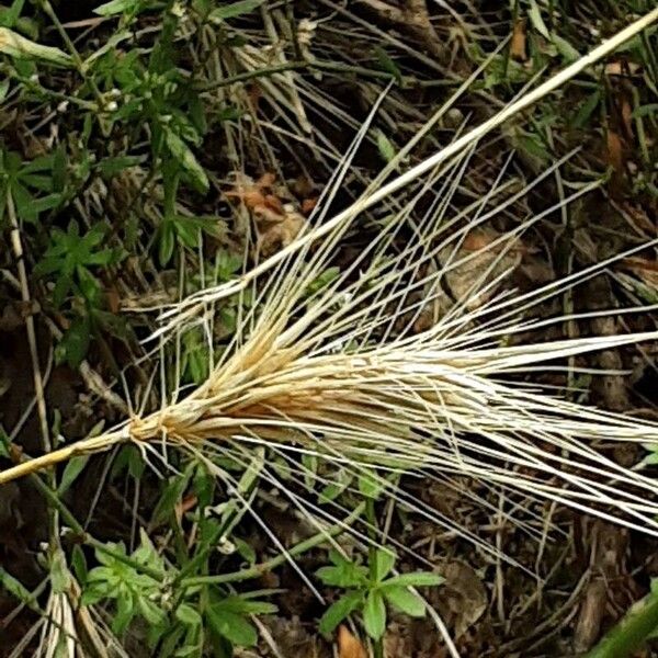 Hordeum marinum Hedelmä