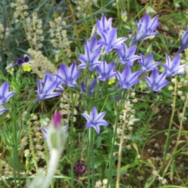 Triteleia laxa Blomst