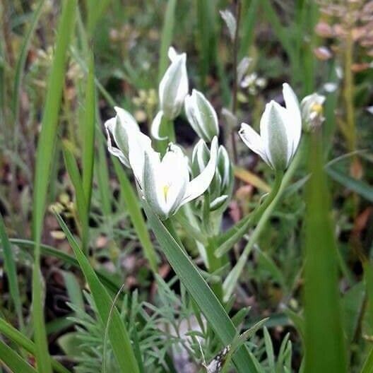 Ornithogalum orthophyllum Fleur