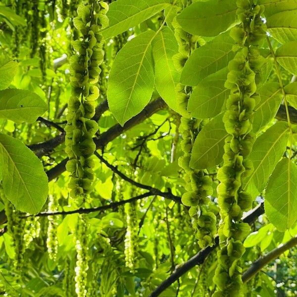 Pterocarya fraxinifolia Цвят