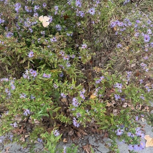 Symphyotrichum oblongifolium फूल