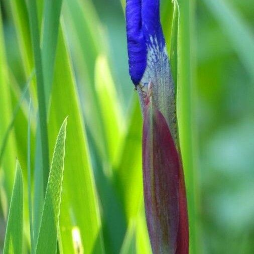 Iris sibirica Blomst