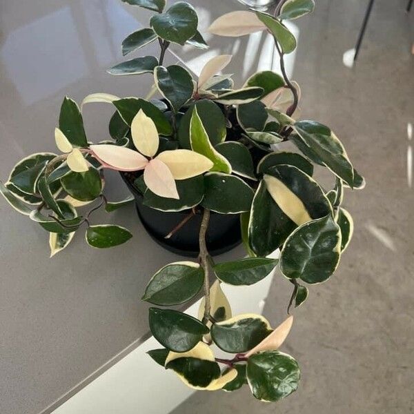 Hoya carnosa Leaf