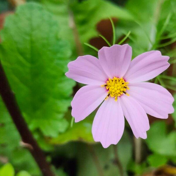 Cosmos bipinnatus Кветка