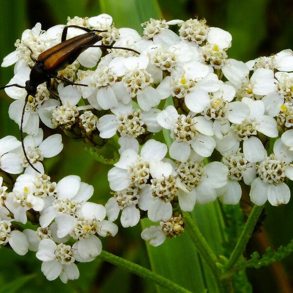 Achillea millefolium Flor