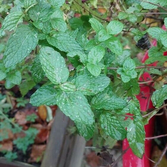 Mentha spicata برگ