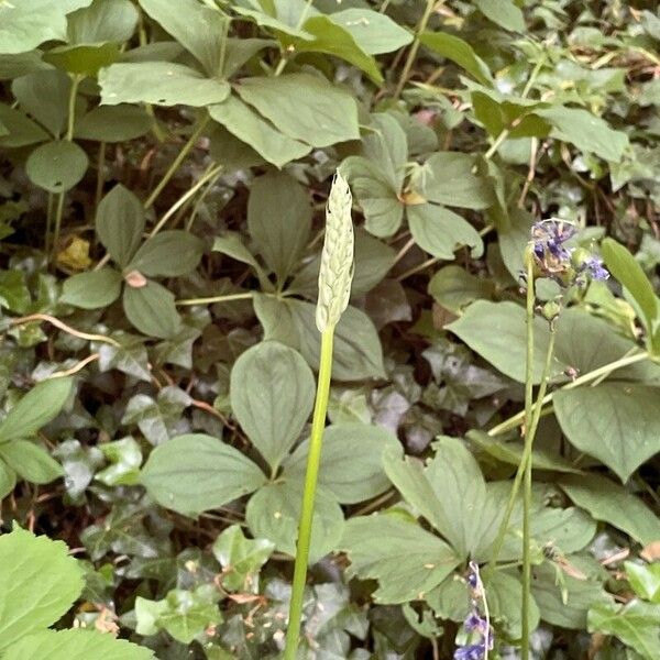 Ornithogalum pyrenaicum عادت