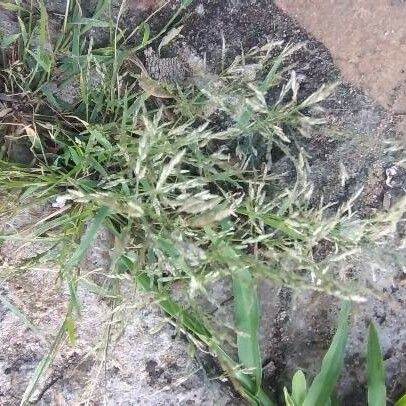 Eragrostis minor Кветка