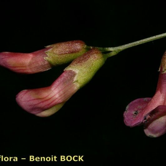 Vicia dumetorum Frukt