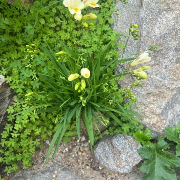 Freesia leichtlinii Fleur