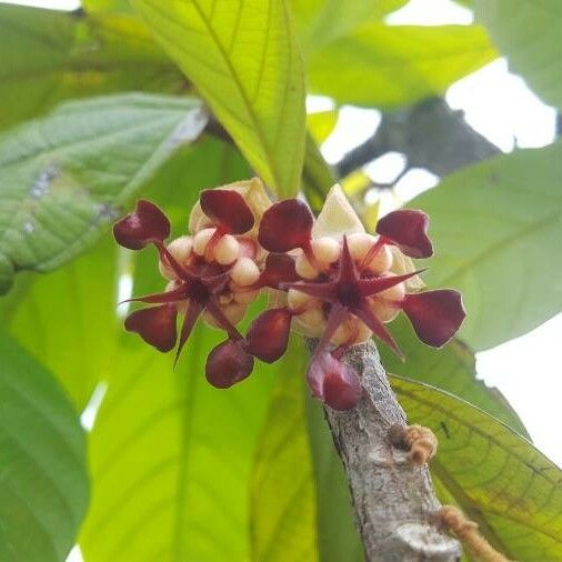 Theobroma grandiflorum Flor