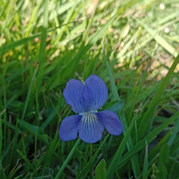 Viola canina 花