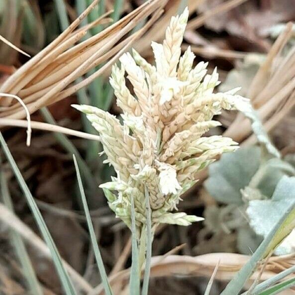 Distichlis spicata Λουλούδι