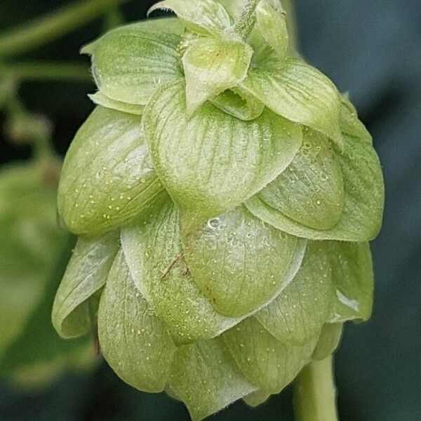 Humulus lupulus Fruit