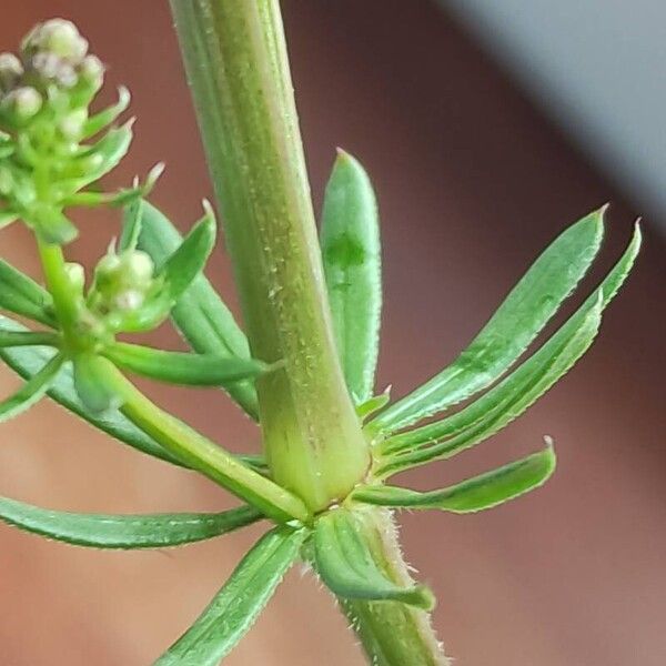 Galium album Blad