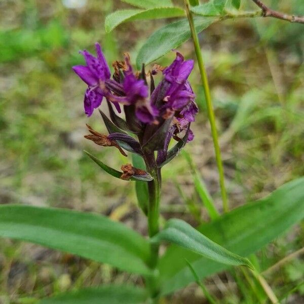 Dactylorhiza sambucina Flower