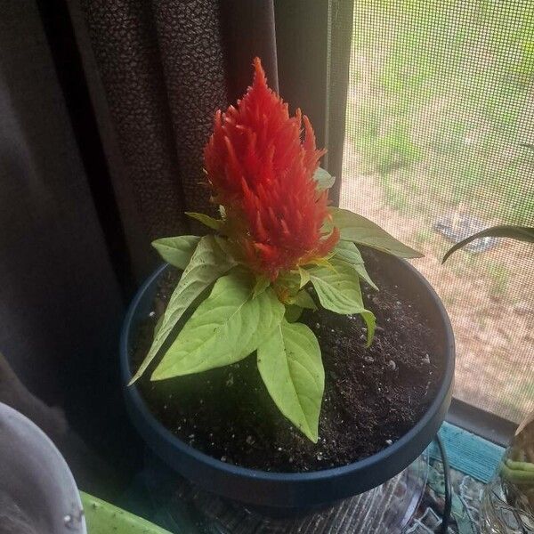 Celosia argentea Kukka