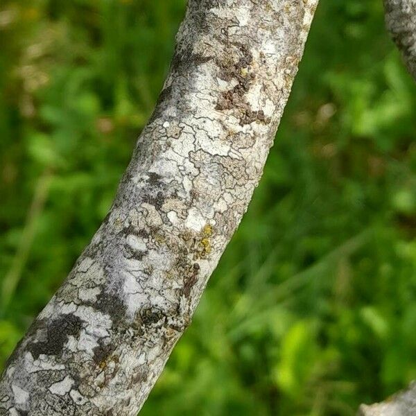 Rhamnus alpina Bark
