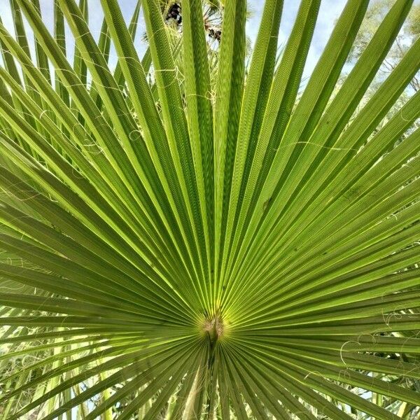 Washingtonia robusta Leaf