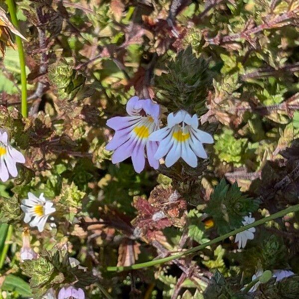 Euphrasia alpina Fleur