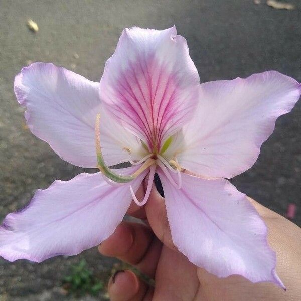 Bauhinia variegata Flower