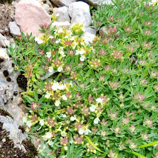 Teucrium montanum Habitat