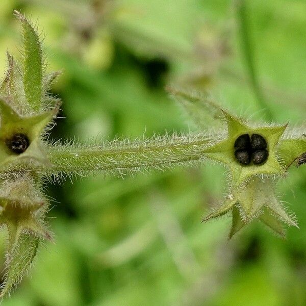 Stachys sylvatica Frucht