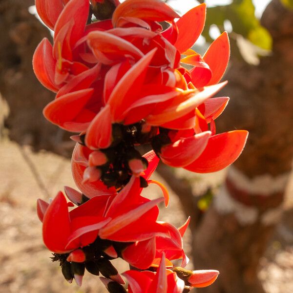 Erythrina variegata ᱵᱟᱦᱟ