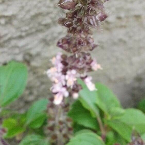 Ocimum kilimandscharicum Blüte