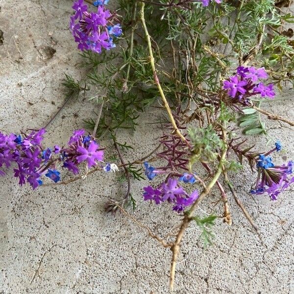 Verbena bipinnatifida Цвят