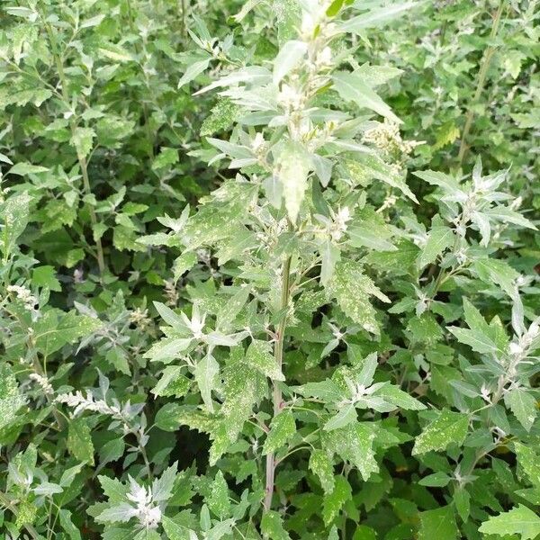 Chenopodium album Hábitos