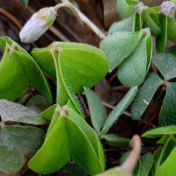 Oxalis acetosella Levél