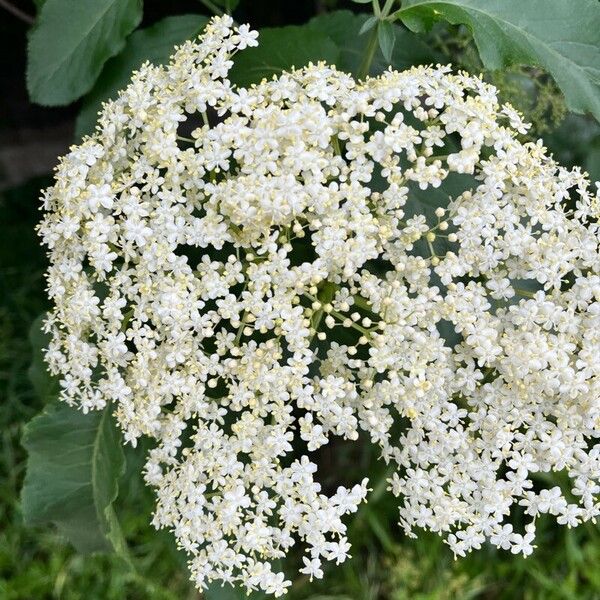 Sambucus canadensis Blüte