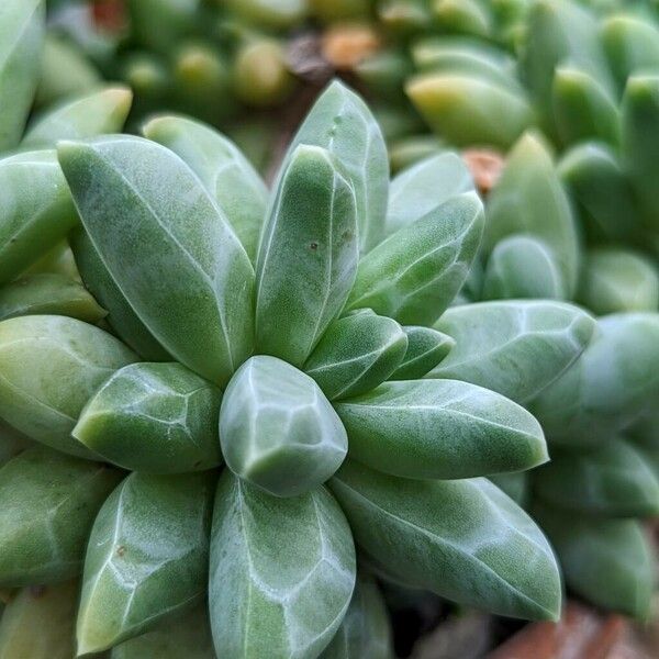 Pachyphytum compactum Liść