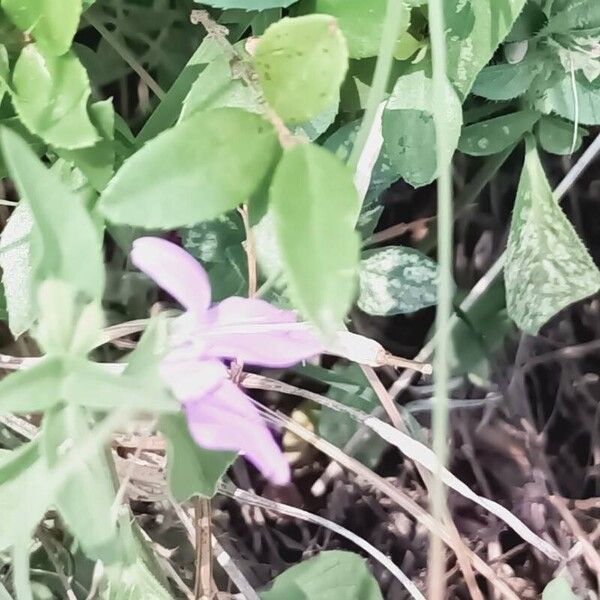 Ipomoea hochstetteri Blad